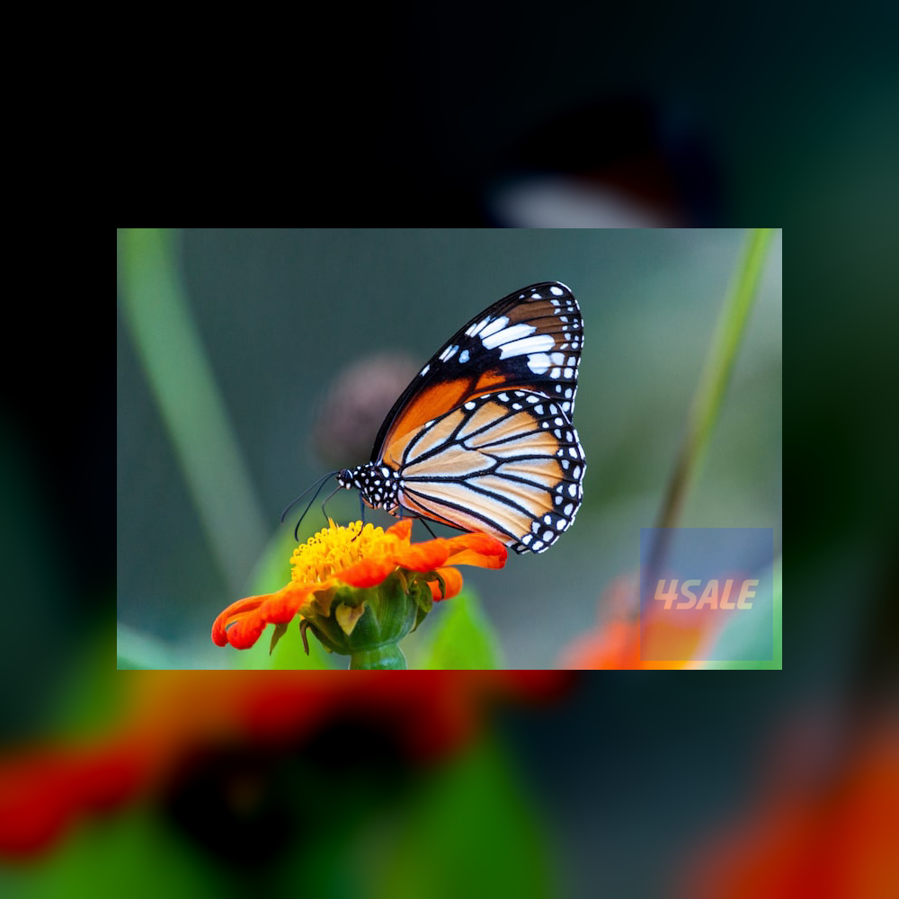 test different images3